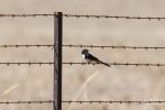 Willie Wagtail on barbed wire