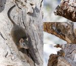 Yellow-footed Antechinus collage