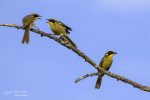 Yellow-tufted Honeyeater - 3 on a branch