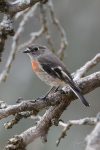 Scarlet Robin - female